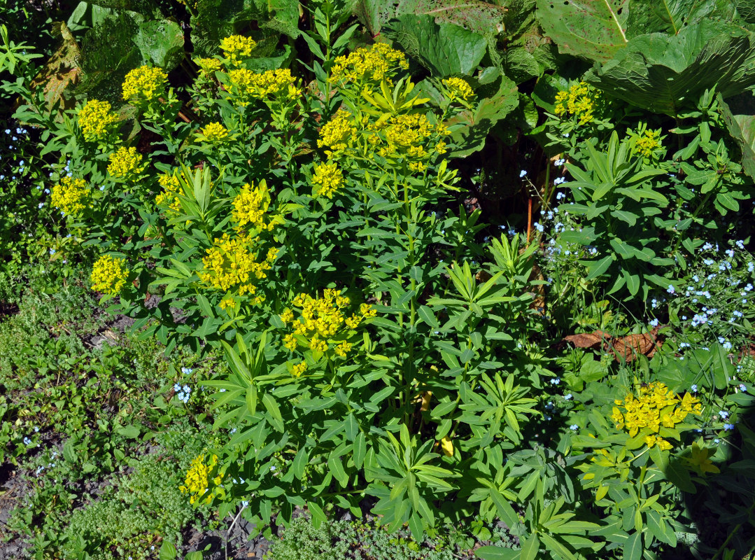 Изображение особи Euphorbia eugeniae.