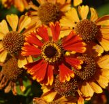 Helenium autumnale