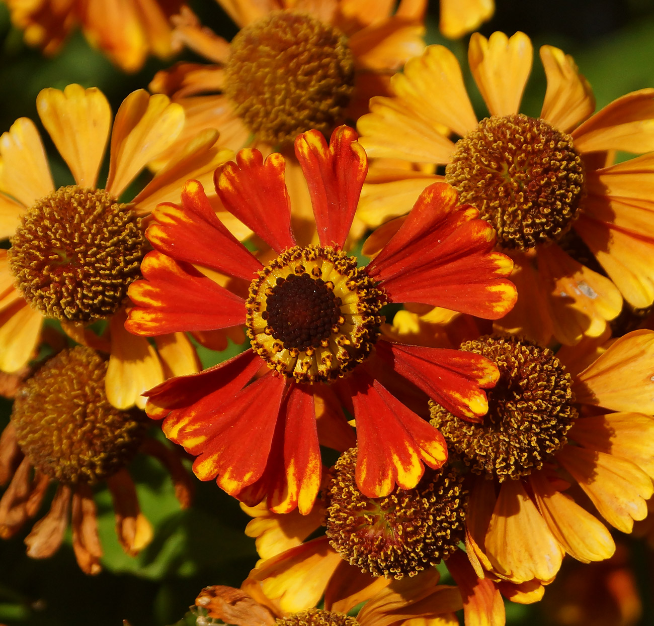 Image of Helenium autumnale specimen.