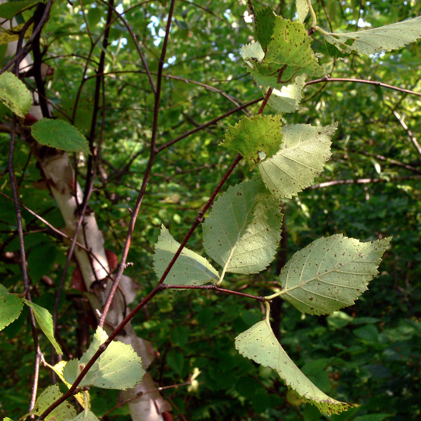 Image of Betula dauurica specimen.