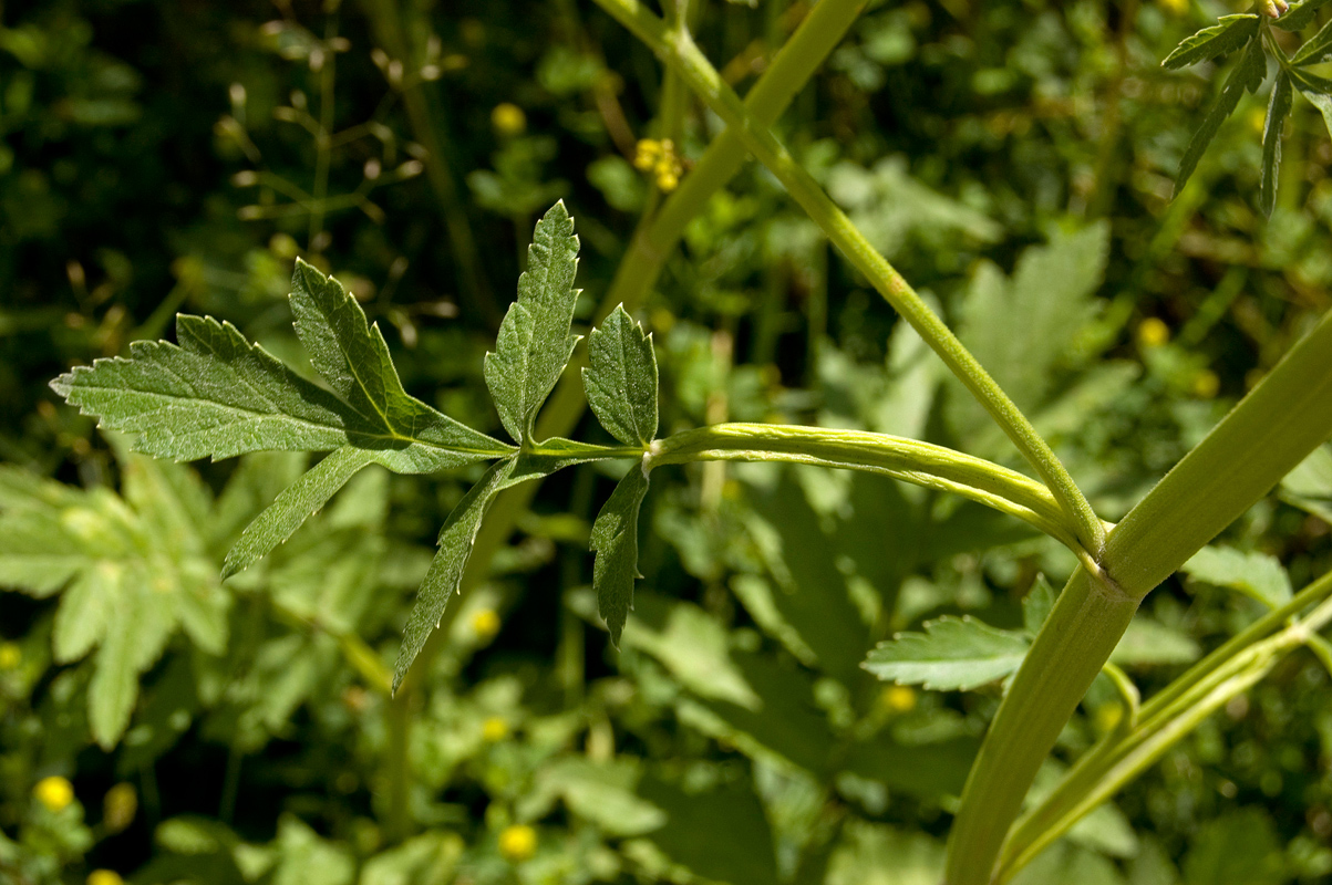 Изображение особи Pastinaca sylvestris.