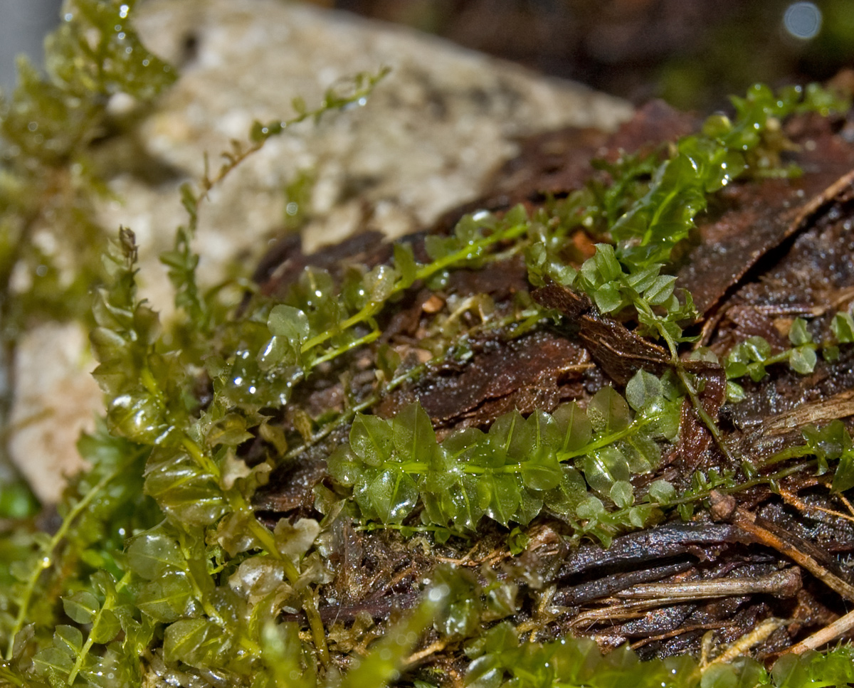 Image of genus Plagiomnium specimen.