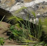 Hordeum jubatum