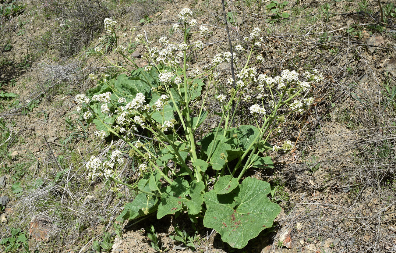 Image of Crambe kotschyana specimen.