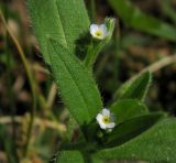 Myosotis sparsiflora