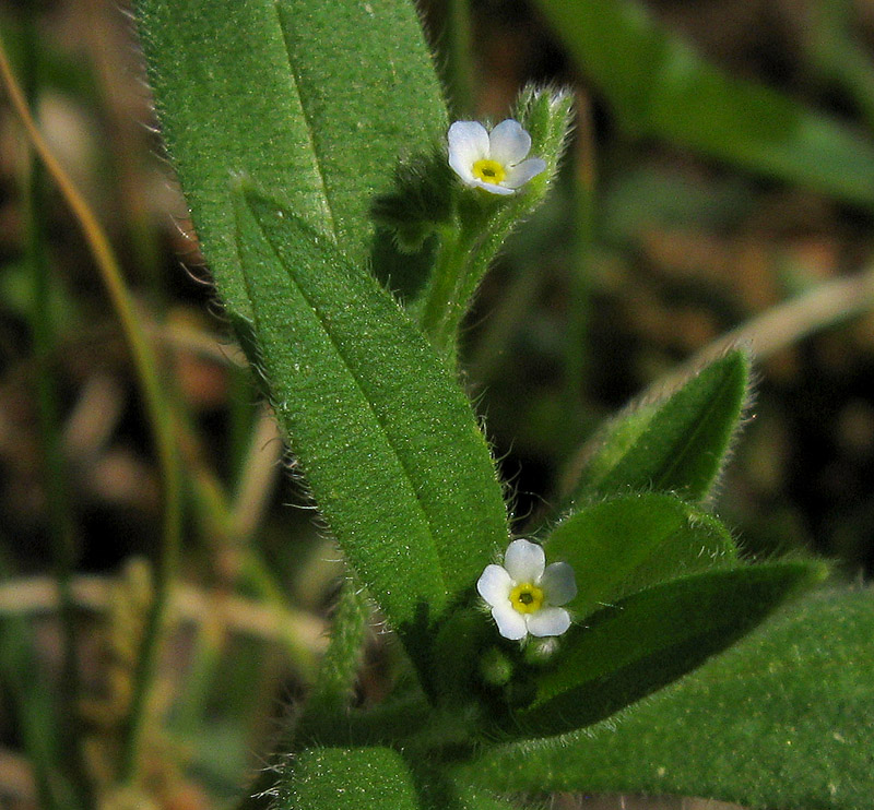 Изображение особи Myosotis sparsiflora.