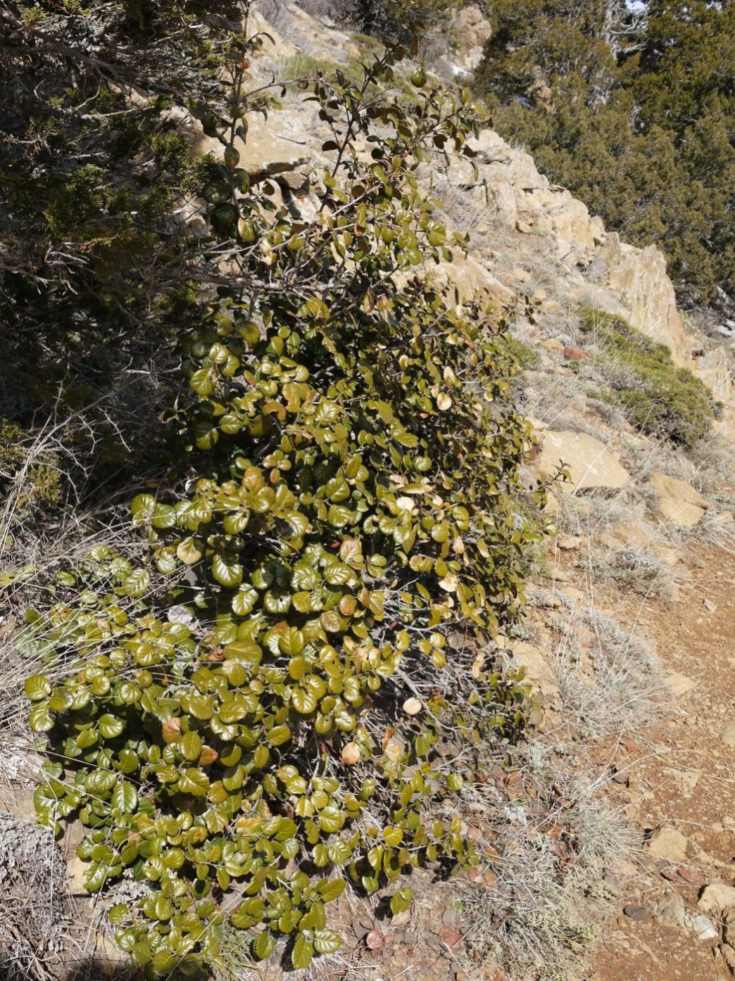 Image of Quercus alnifolia specimen.