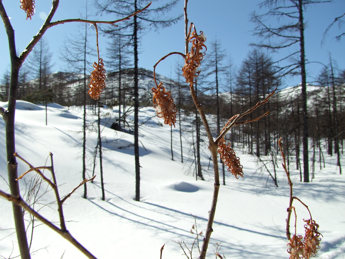 Изображение особи Salix pseudopentandra.