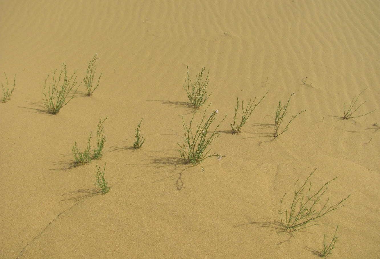 Image of Asperula diminuta specimen.