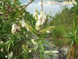 Salix schwerinii. Части ветвей с соплодиями со вскрывающимися зрелыми плодами. Магаданская обл., окр. г. Магадан, побережье бухты Гертнера, сопка над морем, около дороги. 15.06.2016.