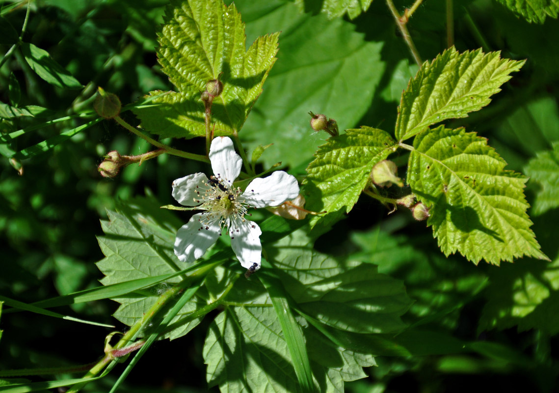 Изображение особи Rubus caesius.