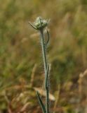 Pilosella procera