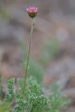 Richteria pyrethroides