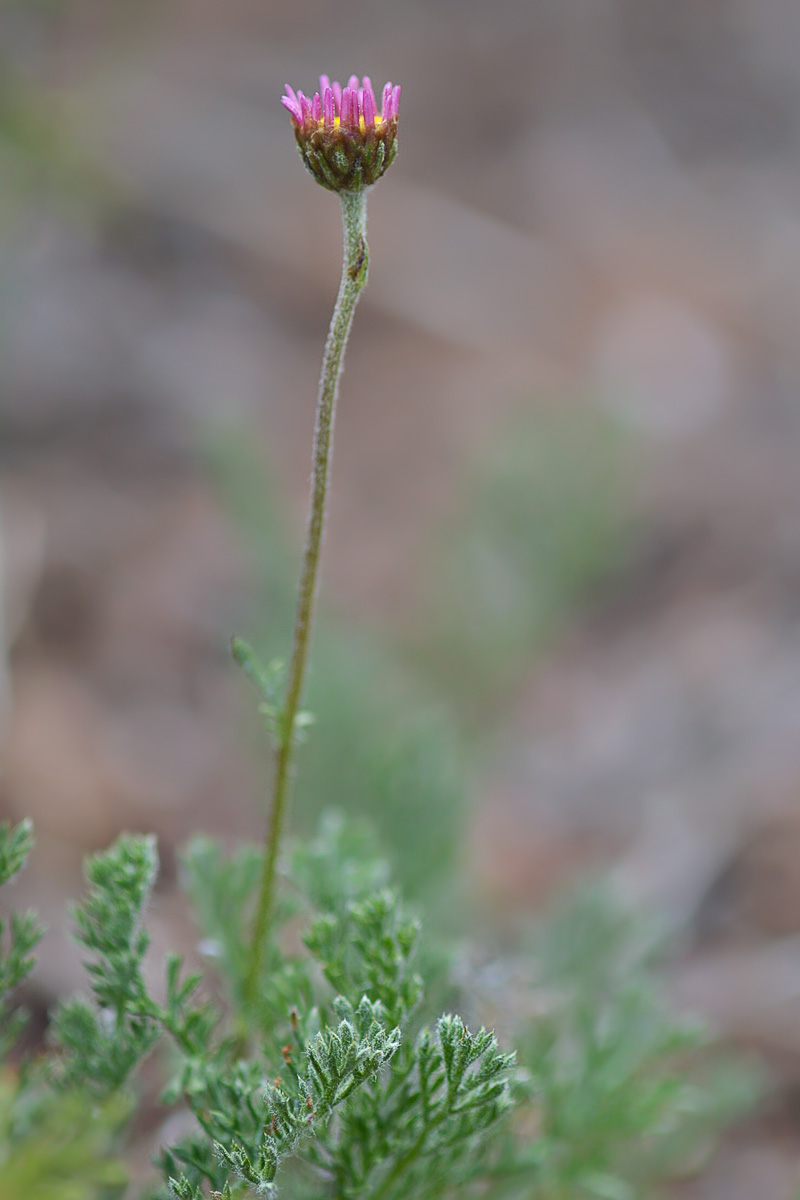 Изображение особи Richteria pyrethroides.