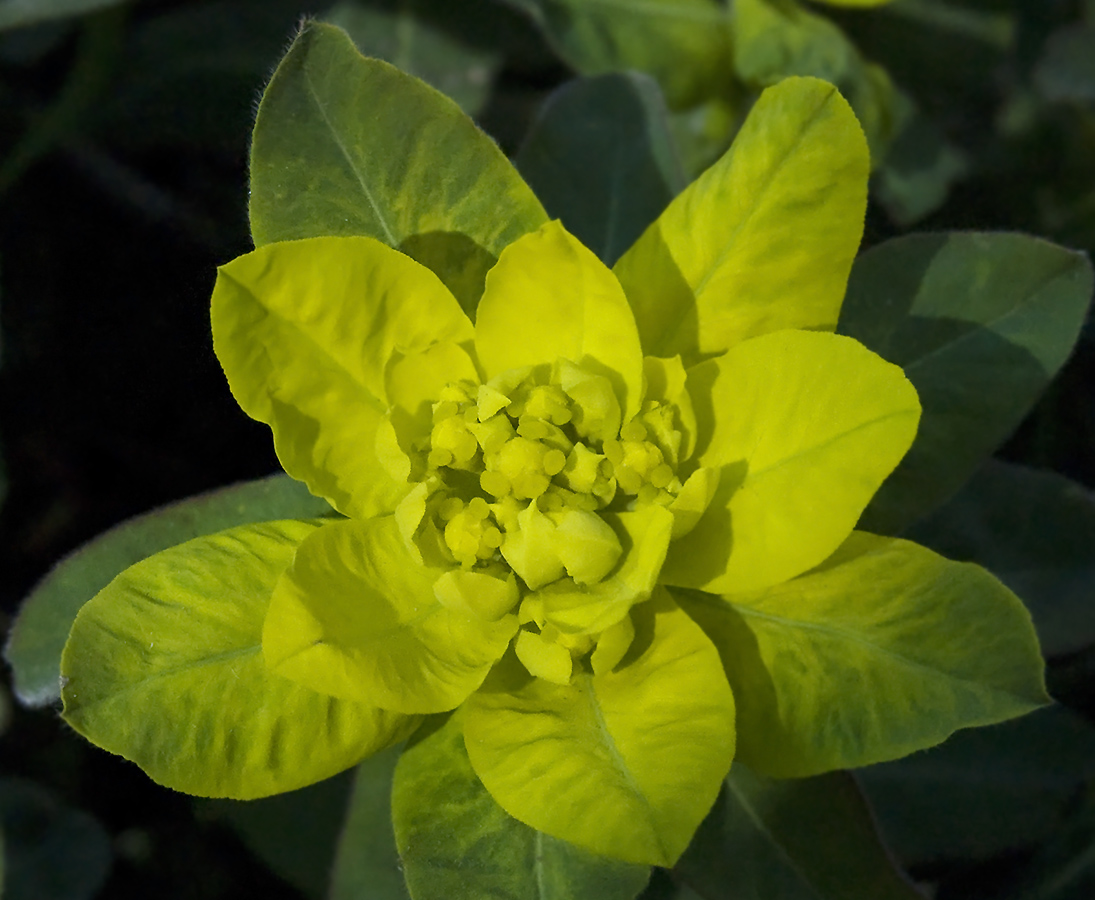 Image of Euphorbia epithymoides specimen.