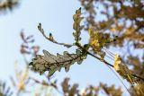 Image of taxon representative. Author is Зоя Эль