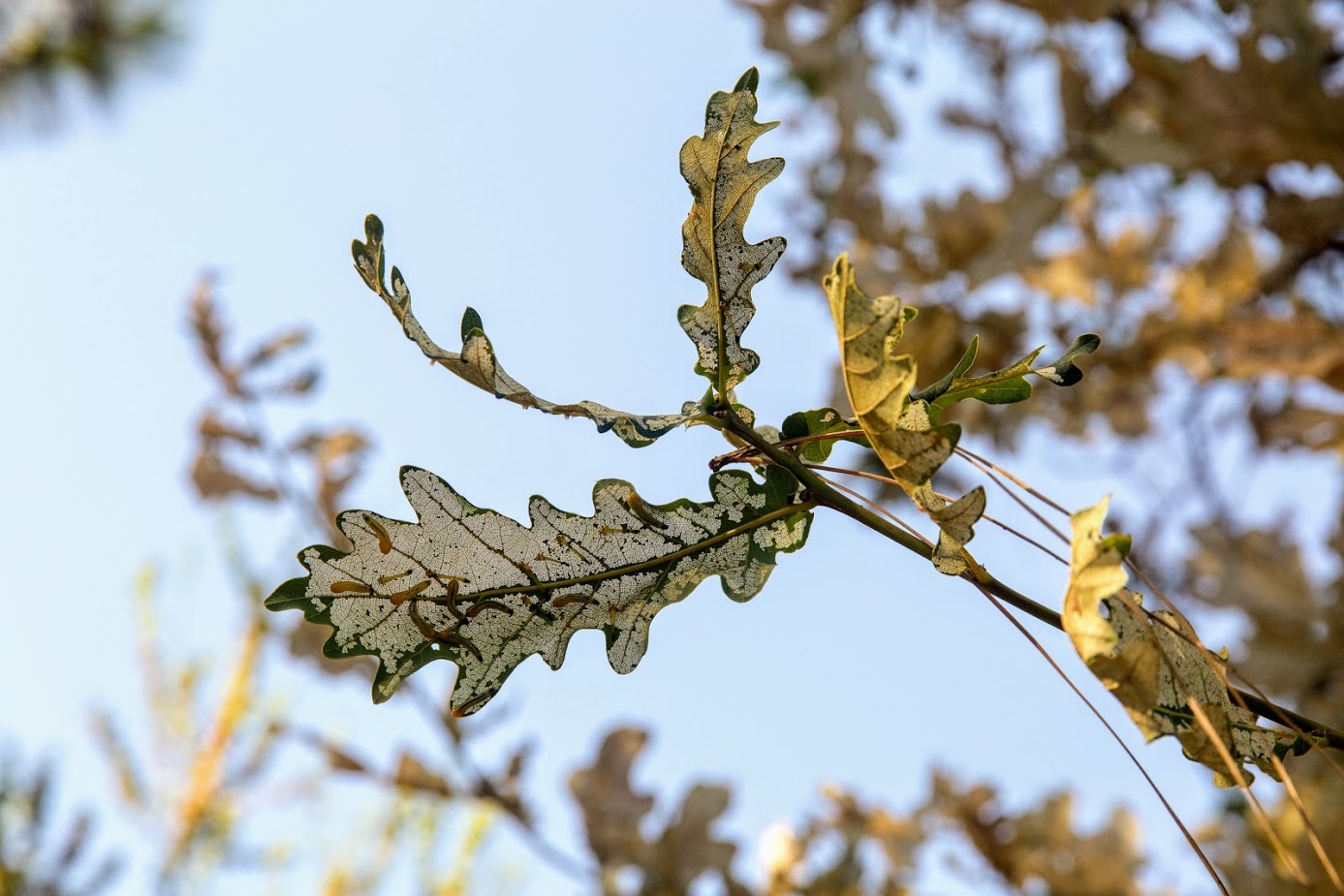 Изображение особи Quercus cerris.