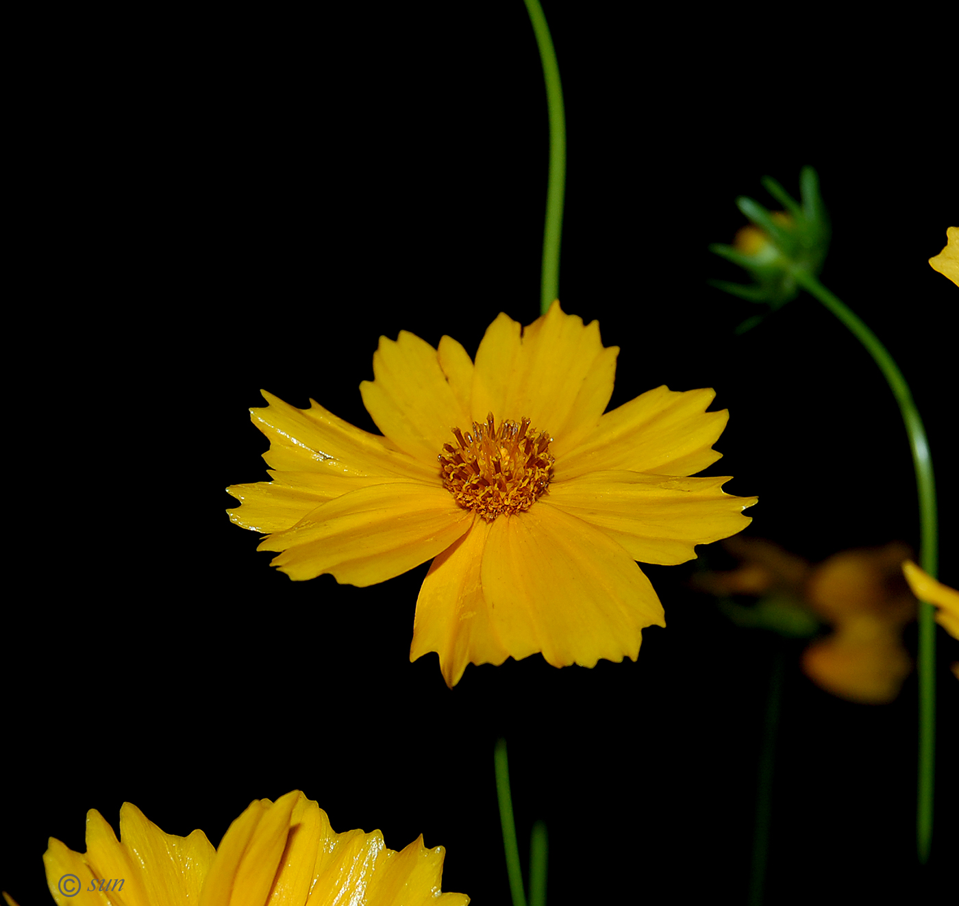 Image of Coreopsis grandiflora specimen.