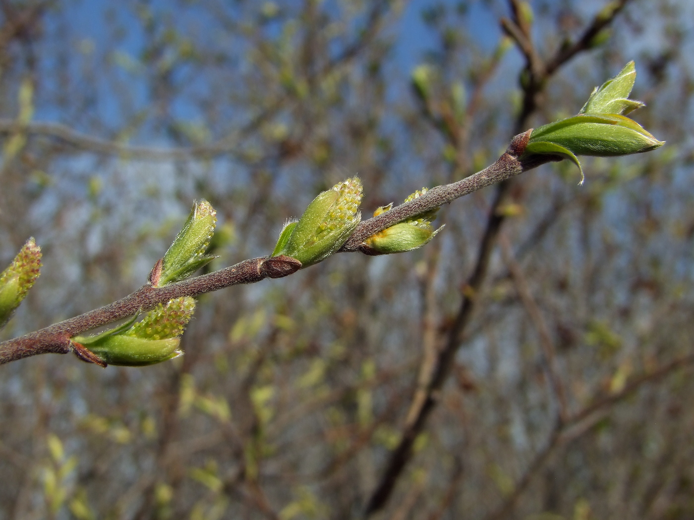Image of Salix bebbiana specimen.