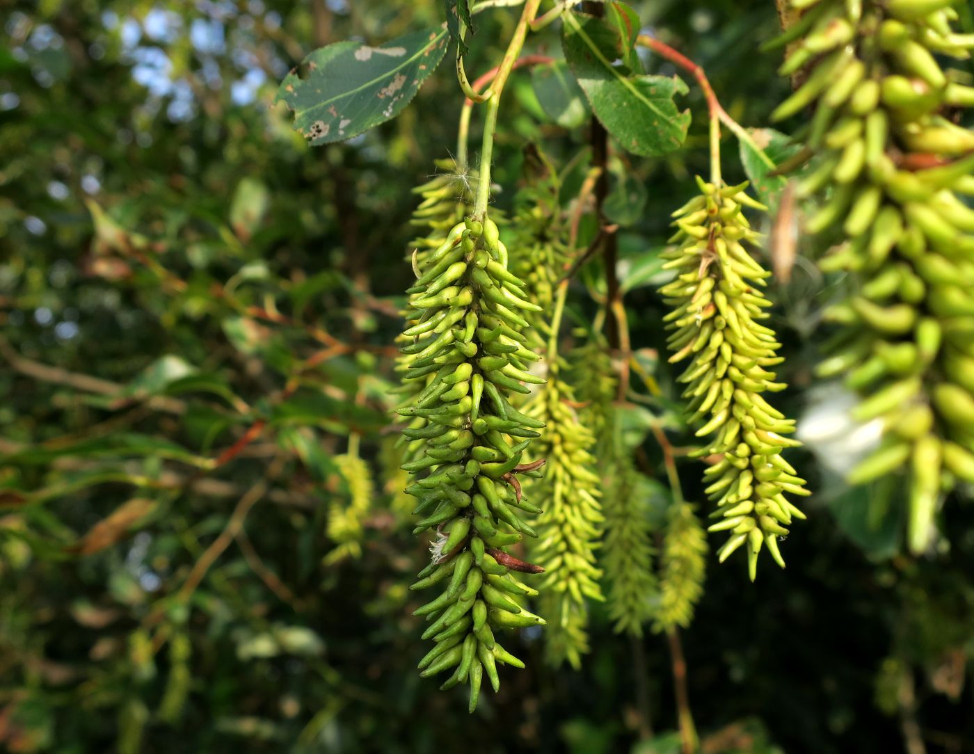 Image of Salix pentandra specimen.