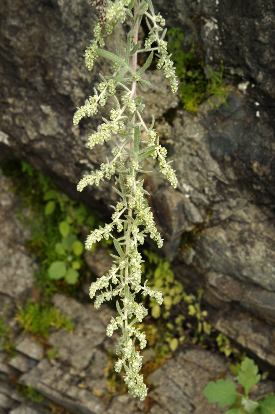 Изображение особи Artemisia pannosa.