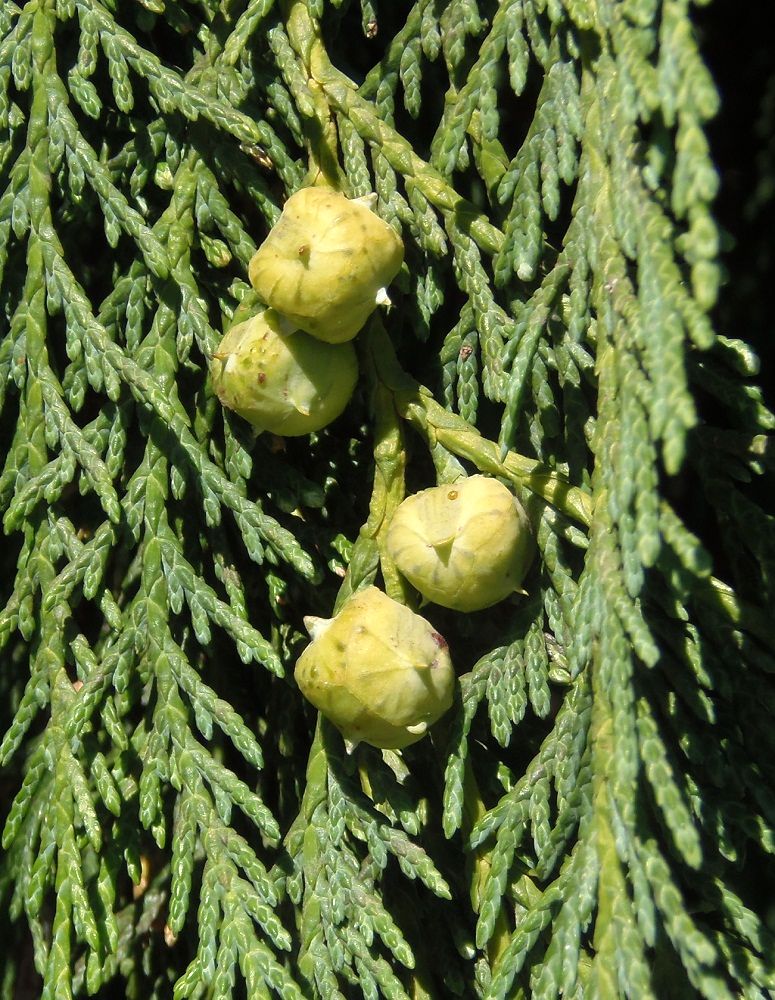 Image of Chamaecyparis nootkatensis specimen.