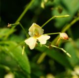 Impatiens parviflora. Цветок, бутон и завязавшиеся плоды. Восточный Казахстан, г. Усть-Каменогорск, правый берег р. Иртыш влажный, луг. 31.07.2018.