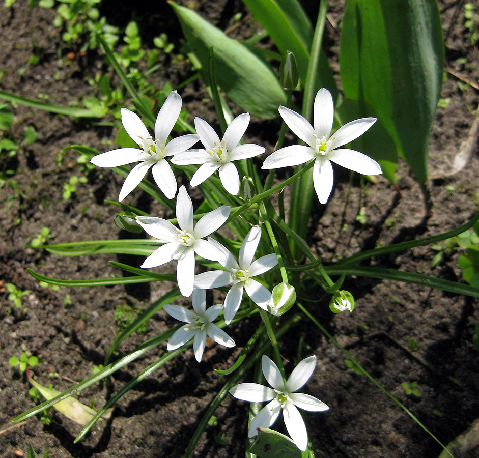 Image of Ornithogalum kochii specimen.