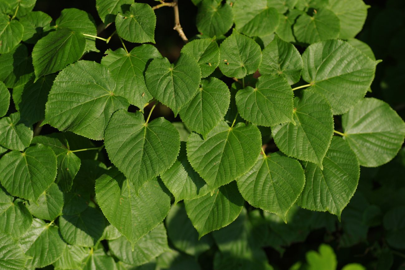 Image of Tilia cordifolia specimen.