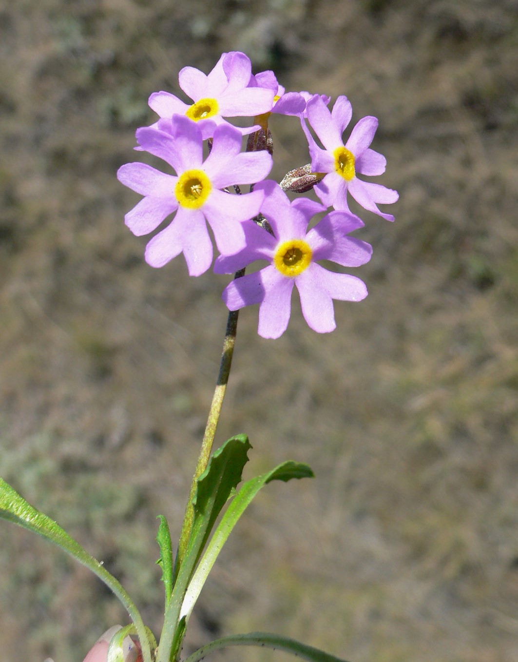 Изображение особи Primula borealis.