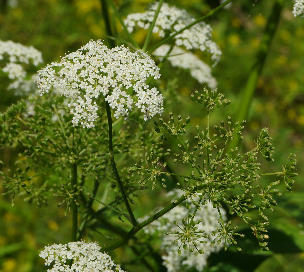 Изображение особи Sium latifolium.