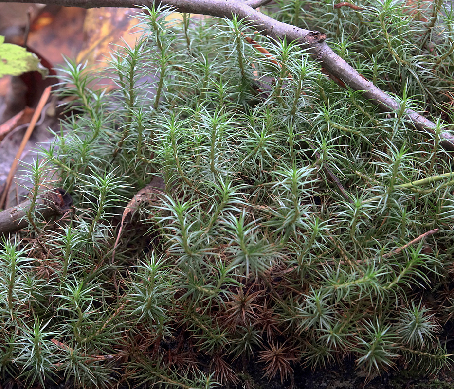 Изображение особи Polytrichum juniperinum.