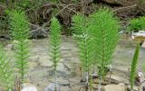 Equisetum telmateia. Вегетирующие растения. Краснодарский край, м/о г. Новороссийск, река Дюрсо. 22.04.2018.