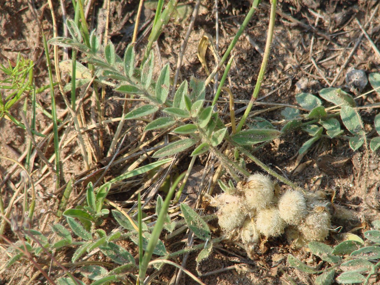 Image of Astragalus testiculatus specimen.