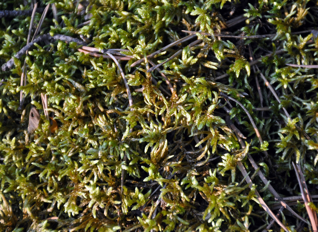 Изображение особи Pleurozium schreberi.