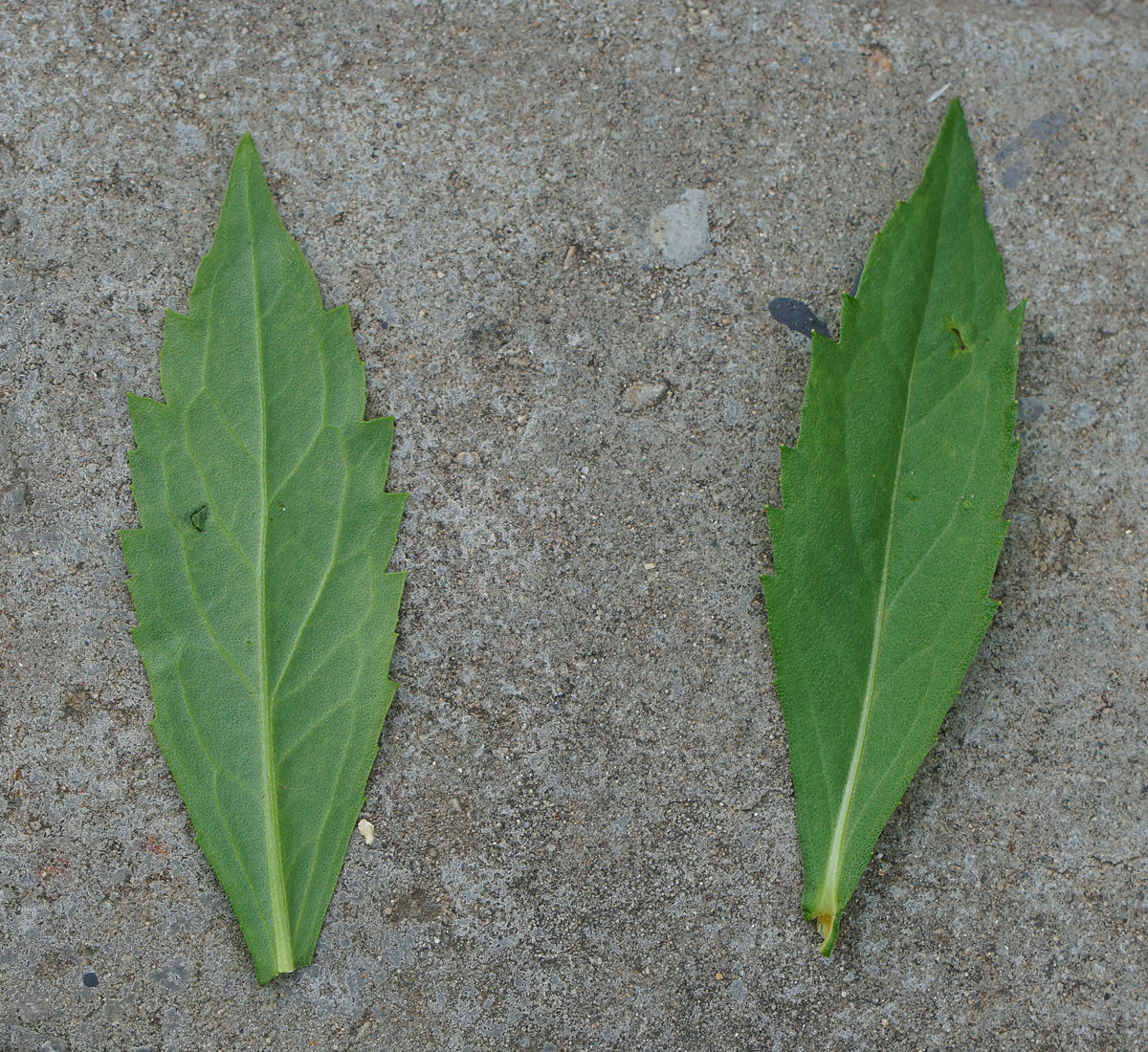 Image of Helenium autumnale specimen.