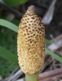 Equisetum telmateia