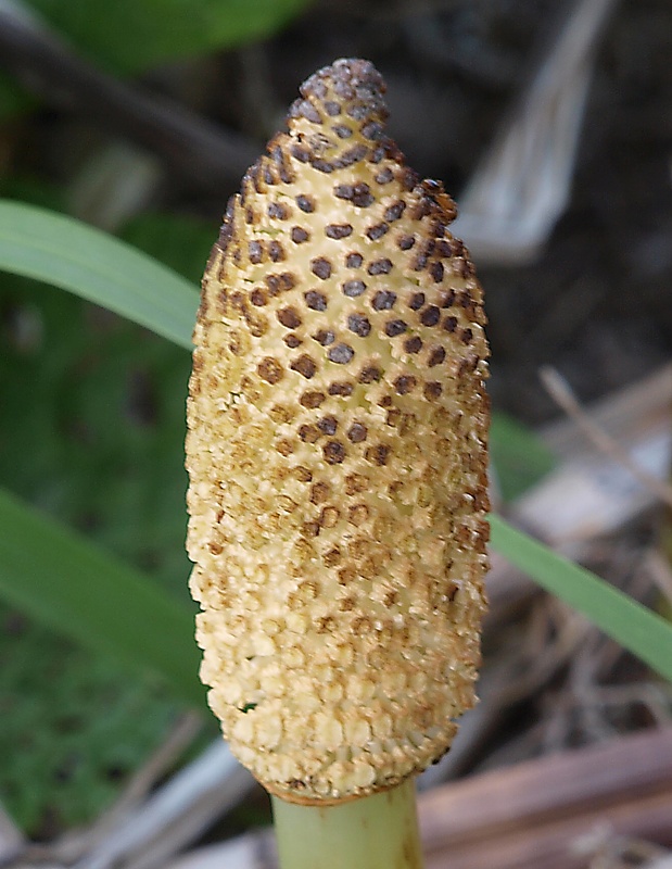 Изображение особи Equisetum telmateia.