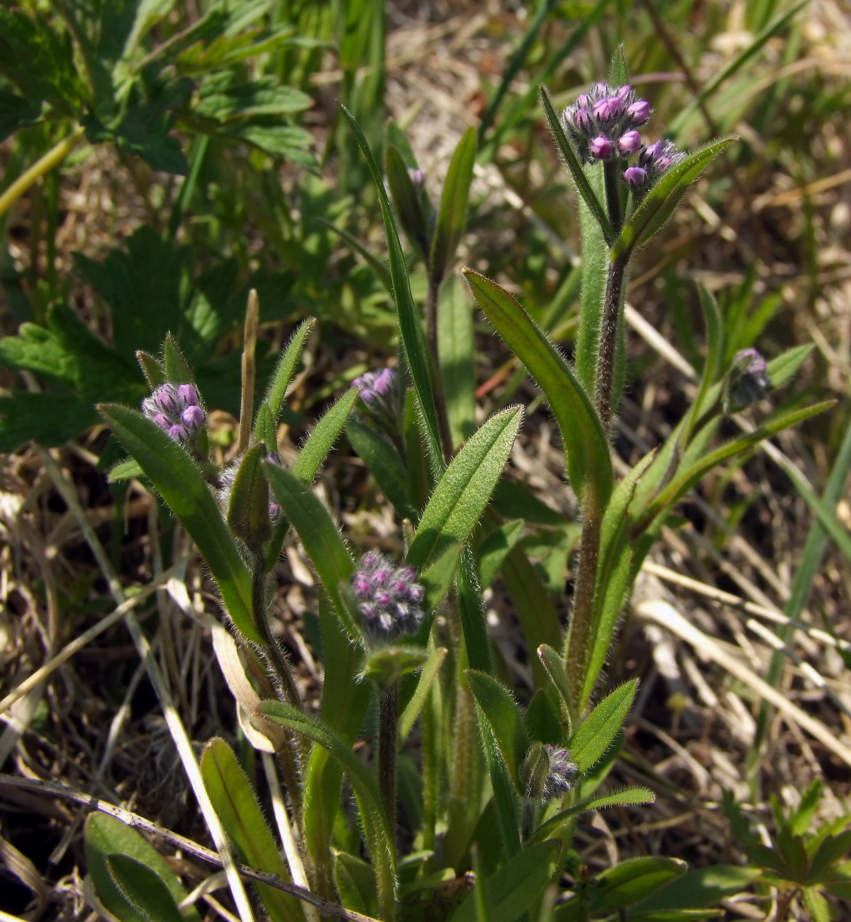 Изображение особи Myosotis asiatica.