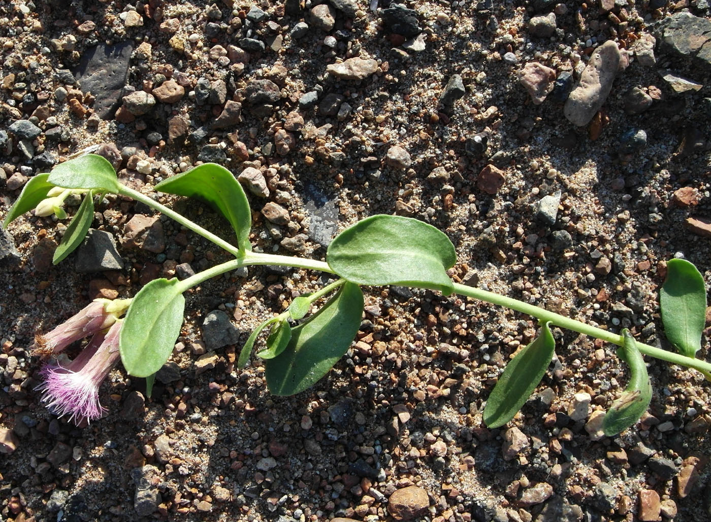 Image of Karelinia caspia specimen.