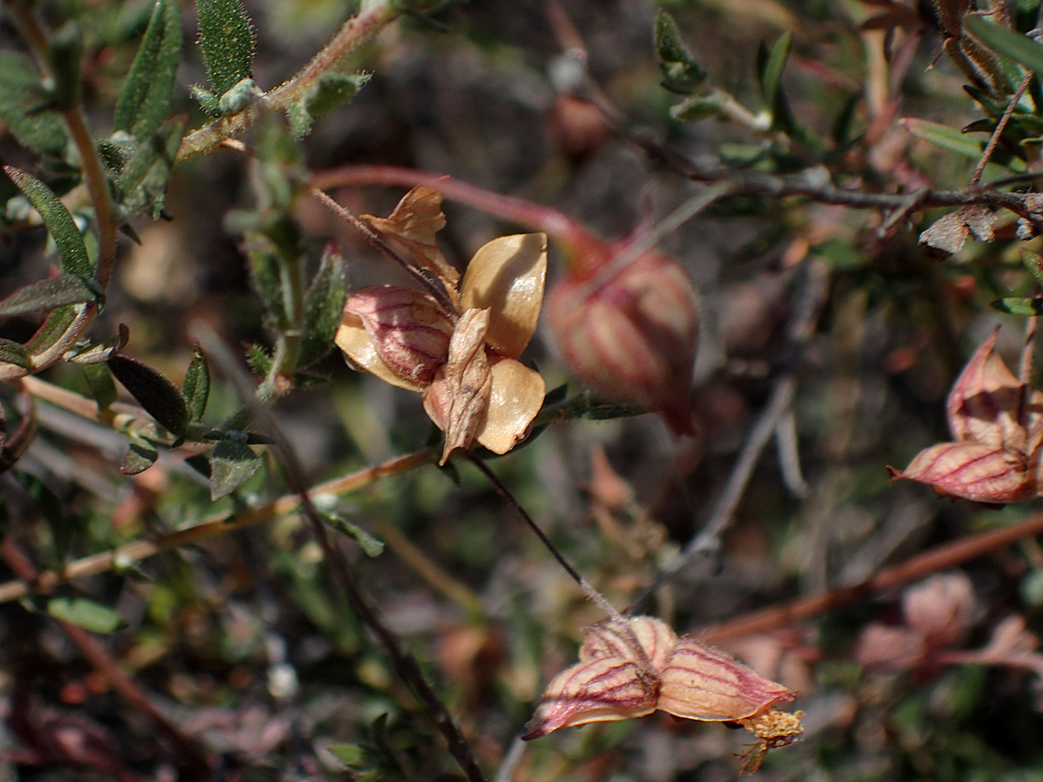 Image of Fumana arabica specimen.