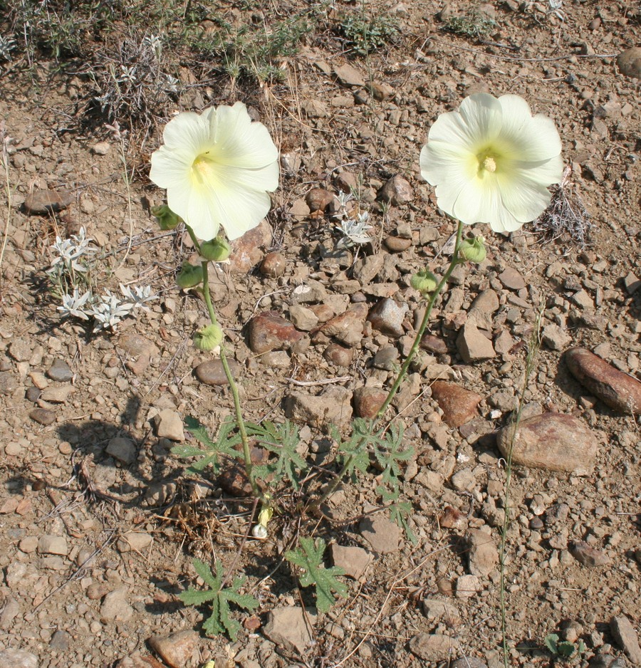 Изображение особи Alcea flavovirens.