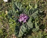 Mandragora autumnalis