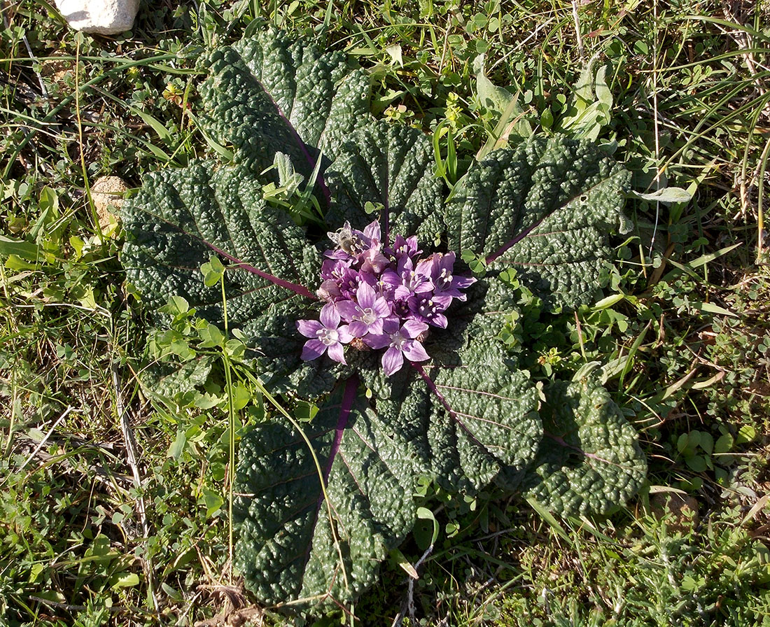 Image of Mandragora autumnalis specimen.