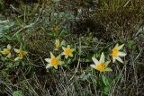 Tulipa berkariensis