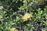 Ixora coccinea