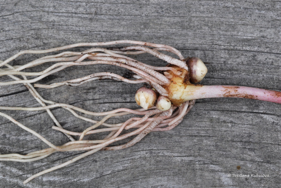 Image of Arisaema amurense specimen.