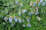 Symphytum asperum