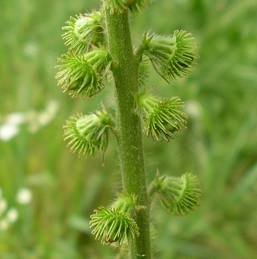 Image of Agrimonia eupatoria ssp. grandis specimen.