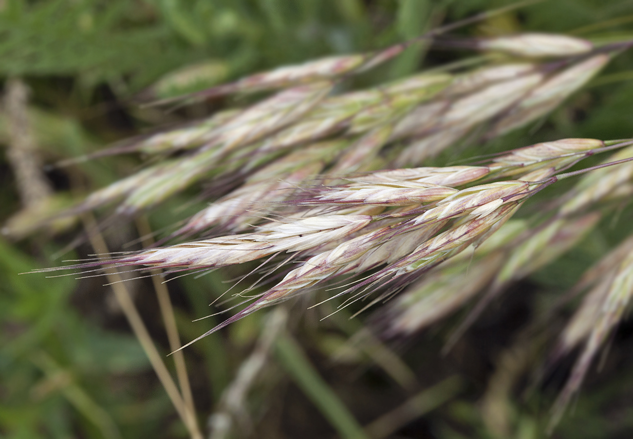 Image of Bromus lanceolatus specimen.